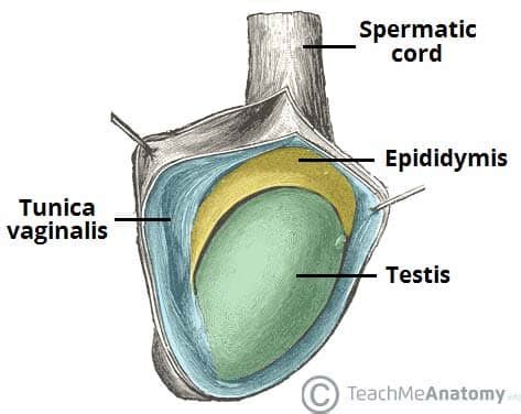 epididymis larger on one side